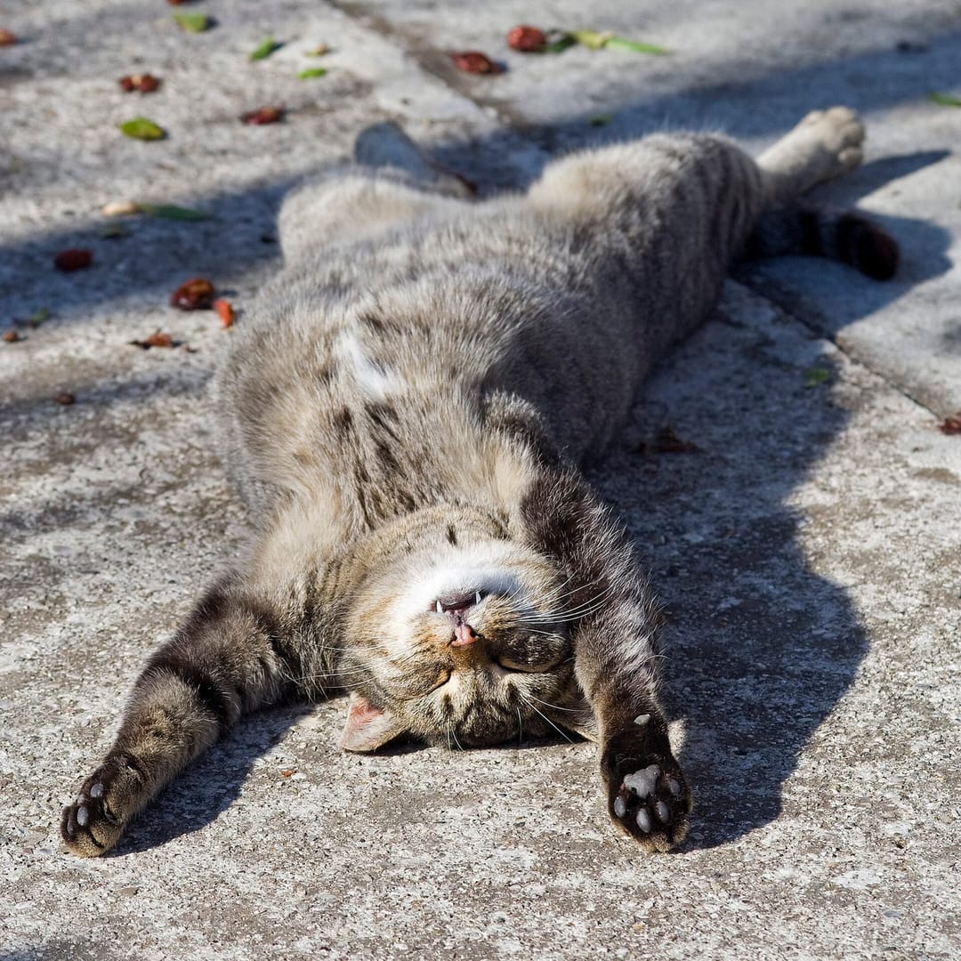 Meet nap time 🐾 Obsessed. #weekend #photo [QA] 📷 Umberto Salvagnin · CC BY 2.0