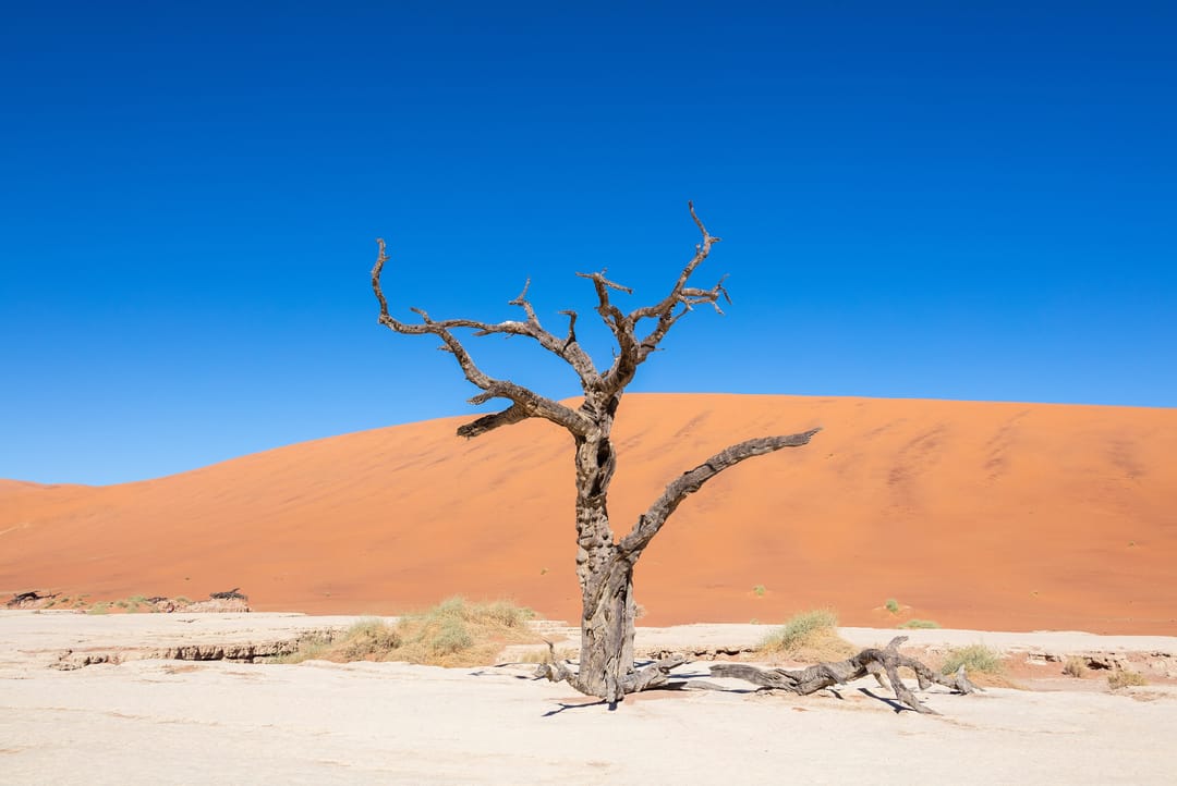 Woke up at 4am for Deadvlei and zero regrets 🏔️ 📍 Sossusvlei, Namibia #mountains #wanderlust [QA] 📷 Diego Delso · CC…