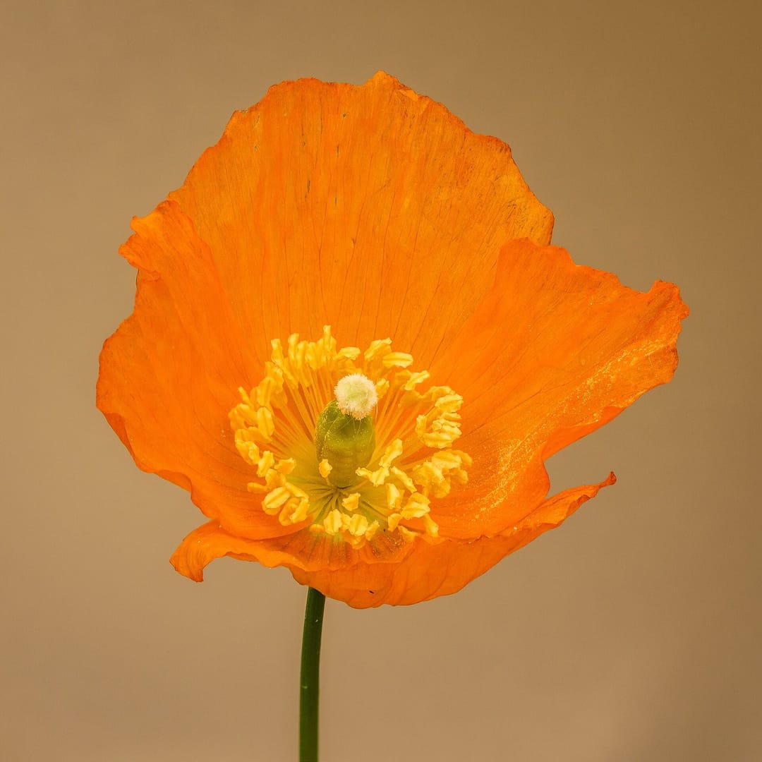 Macro Monday: Welsh poppies 🔍🌼 #flowers [QA] 📷 Dominicus Johannes Bergsma · CC BY-SA 4.0