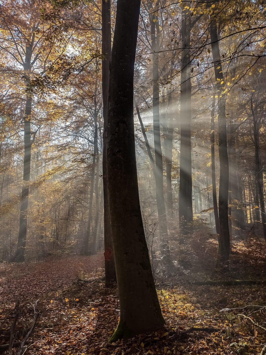 The quiet after the first snow ❄️ 📍 Bamberg #nature #art [QA] 📷 Ermell · CC BY-SA 4.0