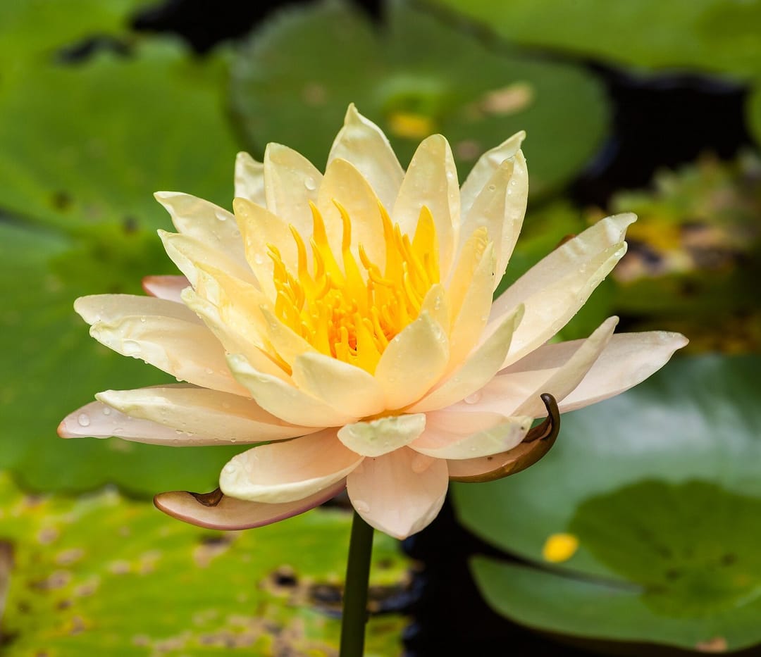 Stopped for a water lily on my walk. No regrets 🌷 📍 Ho Chi Minh City #flowers #art [QA] 📷 Diego Delso · CC BY-SA 3.0