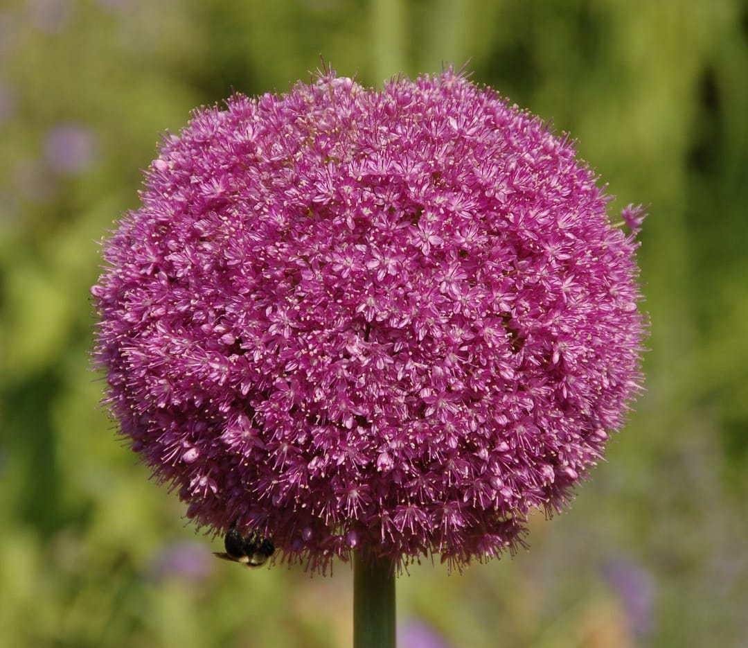 Petals and patience 🌿 #flowers #art [QA] 📷 Derek Ramsey ( Ram-Man ), Derek Ramsey ( Ram-Man ). Co-attributio…, AntanO… (2/3)