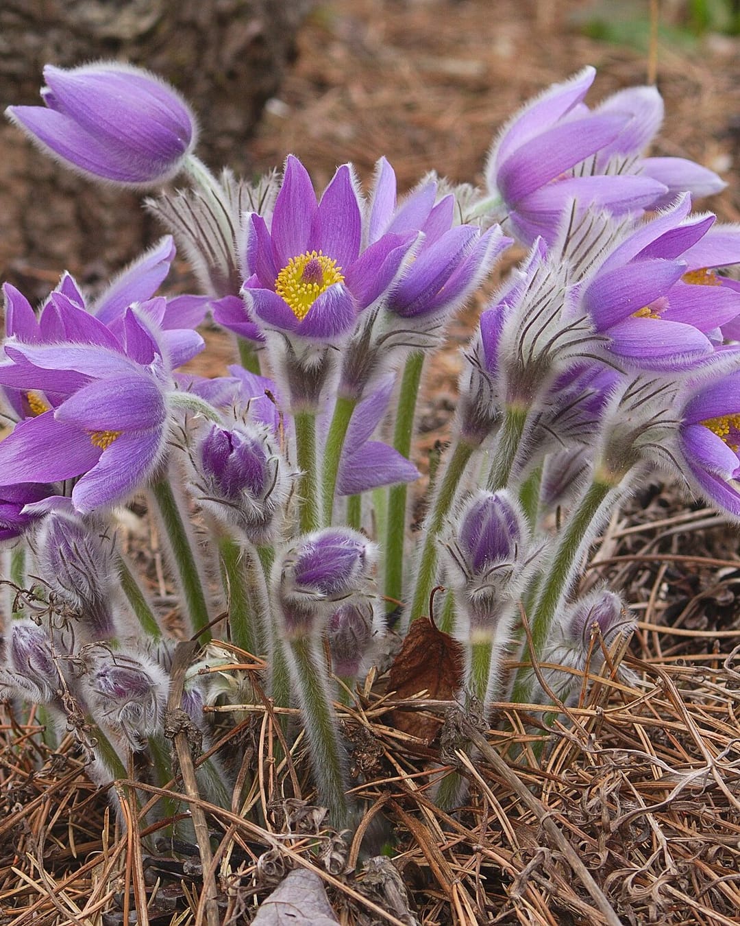 The garden is finally awake 🌱 📍 Bayreuth #flowers #art [QA] 📷 El Grafo, Dominicus Johannes Bergsma, Agnes Monkelbaan… (1/3)