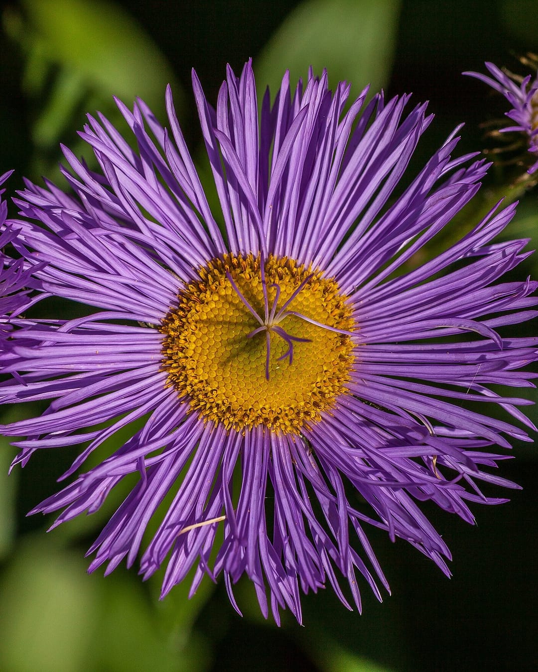 Soft colours for a soft week 💐 #flowers [QA] 📷 Fischer.H · CC BY-SA 4.0