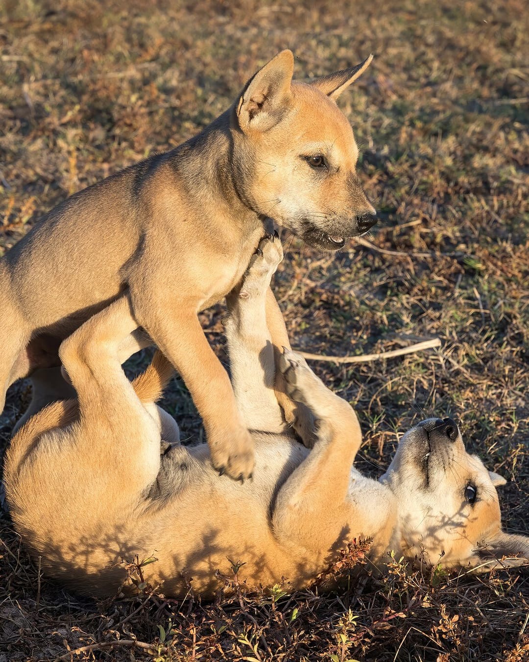 Weekend mood: puppies at play 😴 📍 Don Det, Laos #weekend [QA] 📷 Basile Morin · CC BY-SA 4.0
