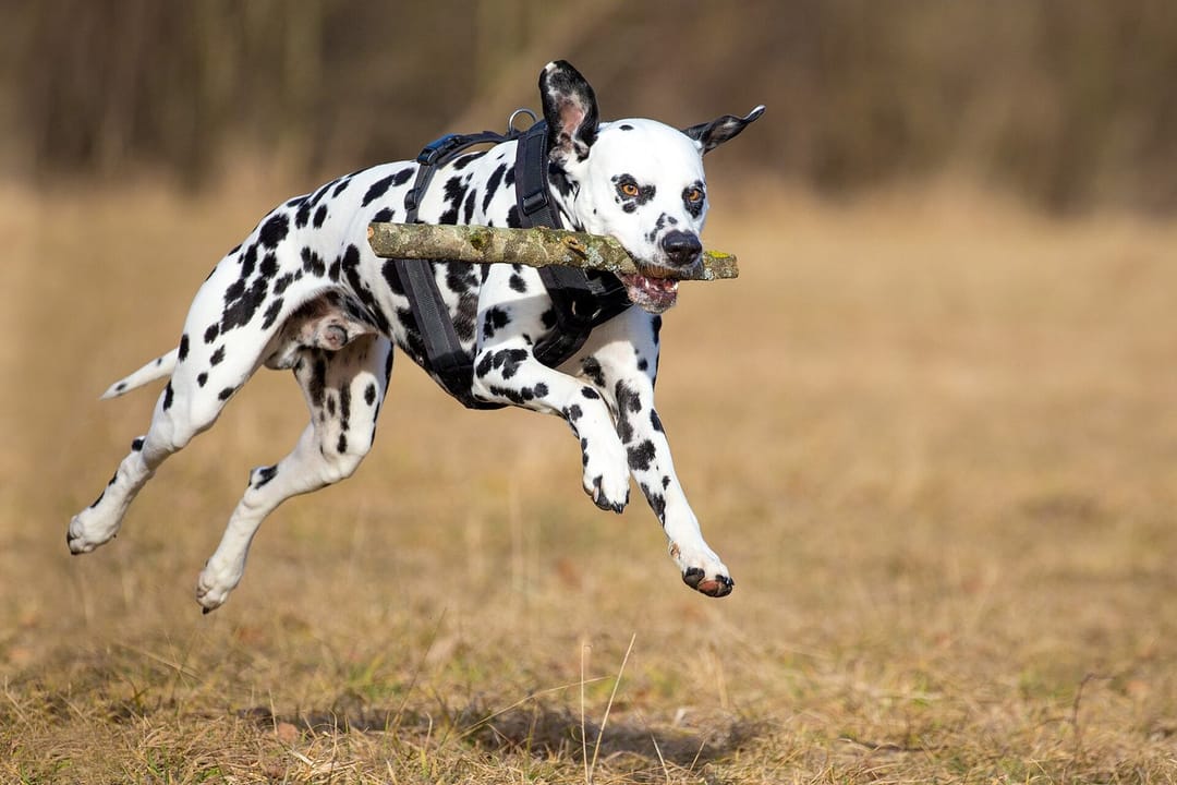 Could not resist, look at fetch practice 🥹 #weekend #photo [QA] 📷 Lucasbosch · CC BY-SA 4.0