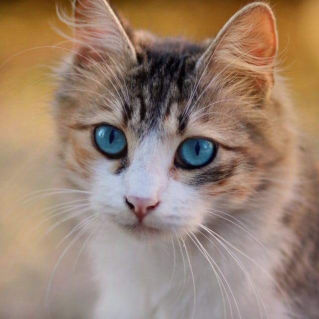 Profile photo of qa_fan_3
