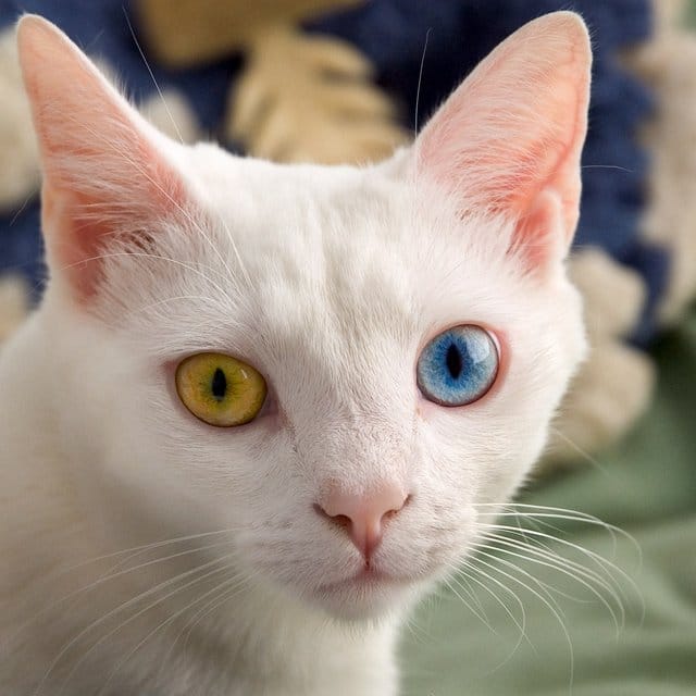 Profile photo of qa_fan_2